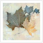 Fall Color III - Image 2